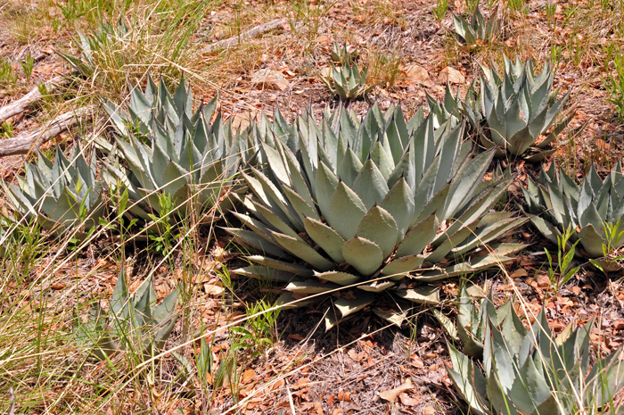 Parry's Agave often is observed growing in small colonies arising from roots generating young plants called “pups”. It is common to find them growing in rocky terrain as shown in the photo. Agave parryi